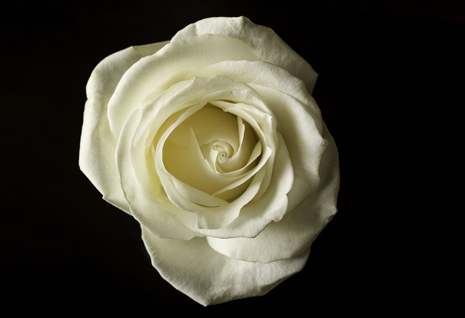 Nikon D7100 sample photo. Rosa, flower, flowers photography