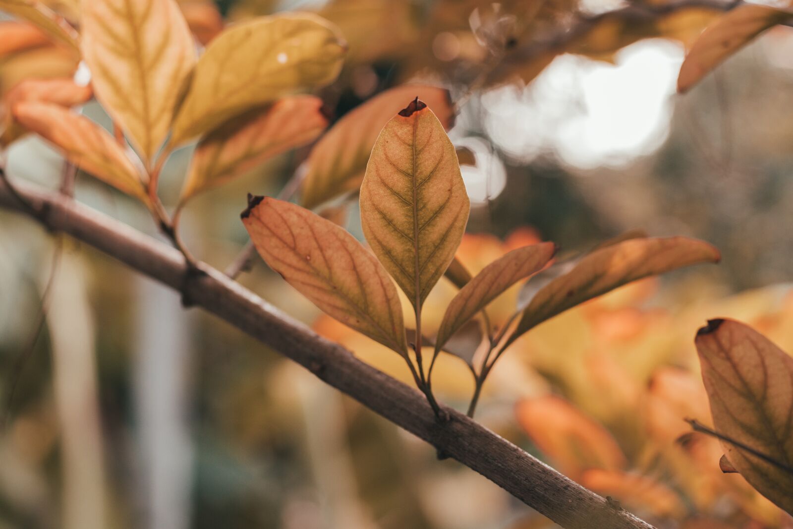 Canon EOS 700D (EOS Rebel T5i / EOS Kiss X7i) + Canon EF 50mm F1.8 STM sample photo. Thailand, autumn leaves, summer photography