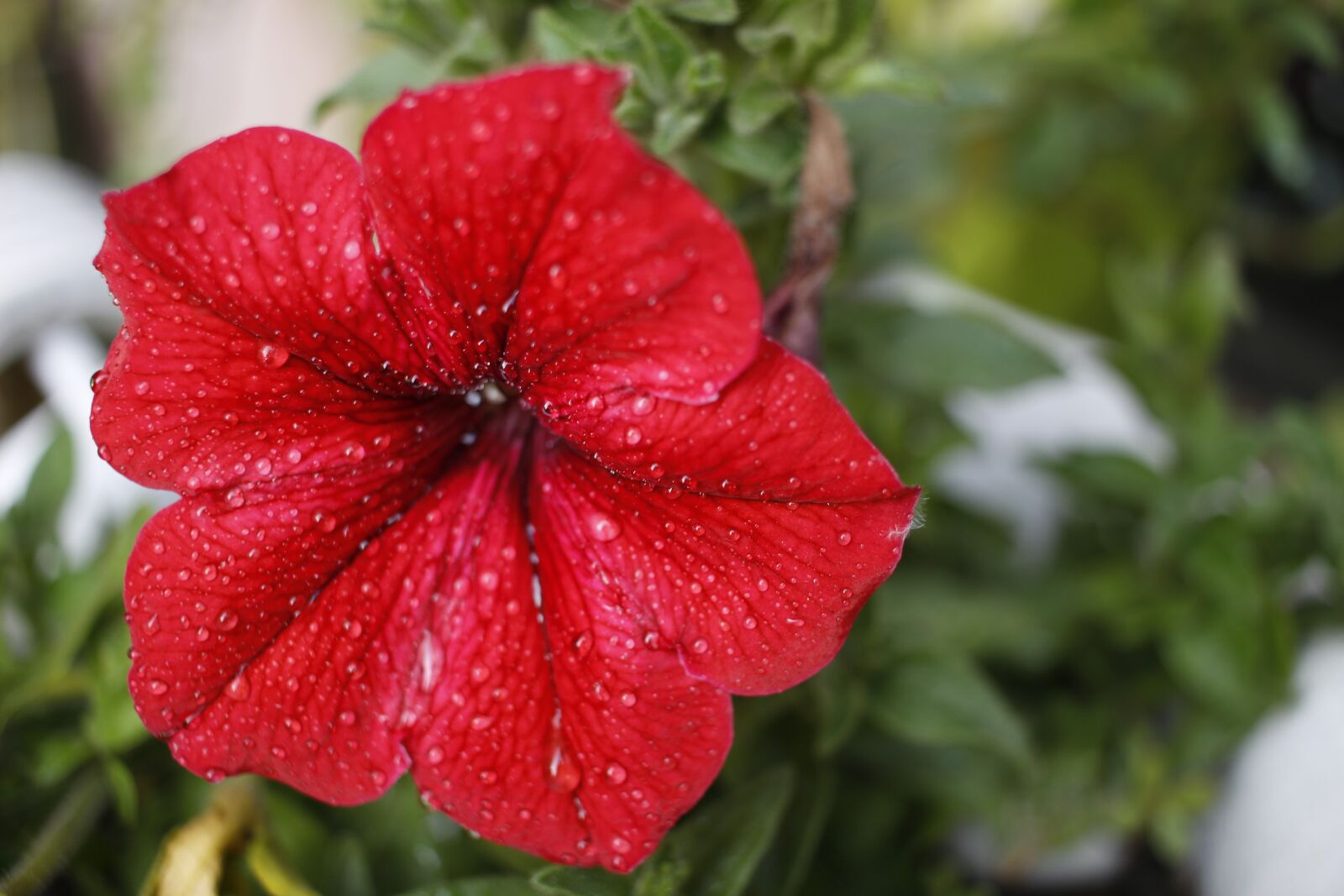 Canon EOS 700D (EOS Rebel T5i / EOS Kiss X7i) + Canon EF-S 24mm F2.8 STM sample photo. Flower, red flower, garden photography