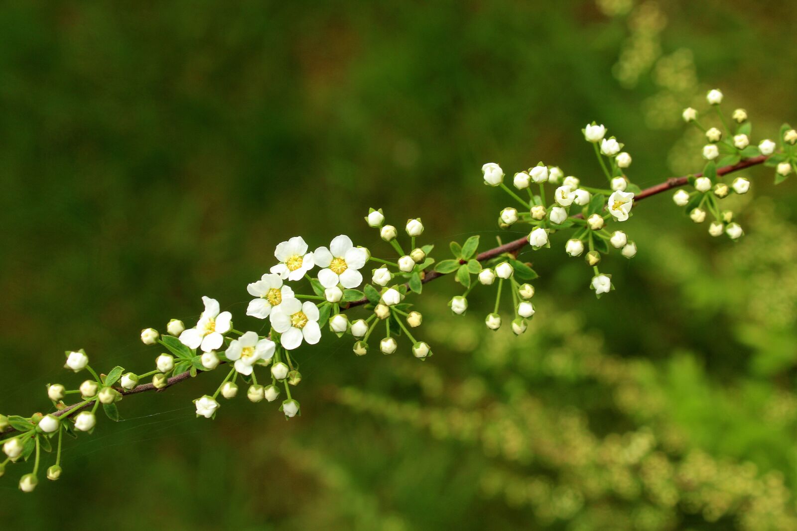 Canon EOS 1200D (EOS Rebel T5 / EOS Kiss X70 / EOS Hi) sample photo. Tawu a, ornamental shrub photography