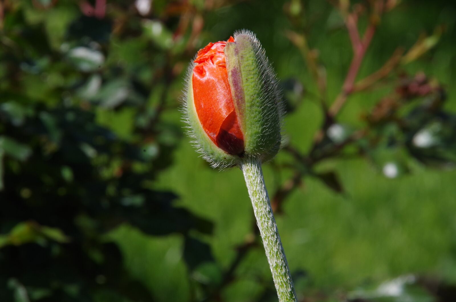 Pentax K-50 sample photo. Flower, a garden plant photography