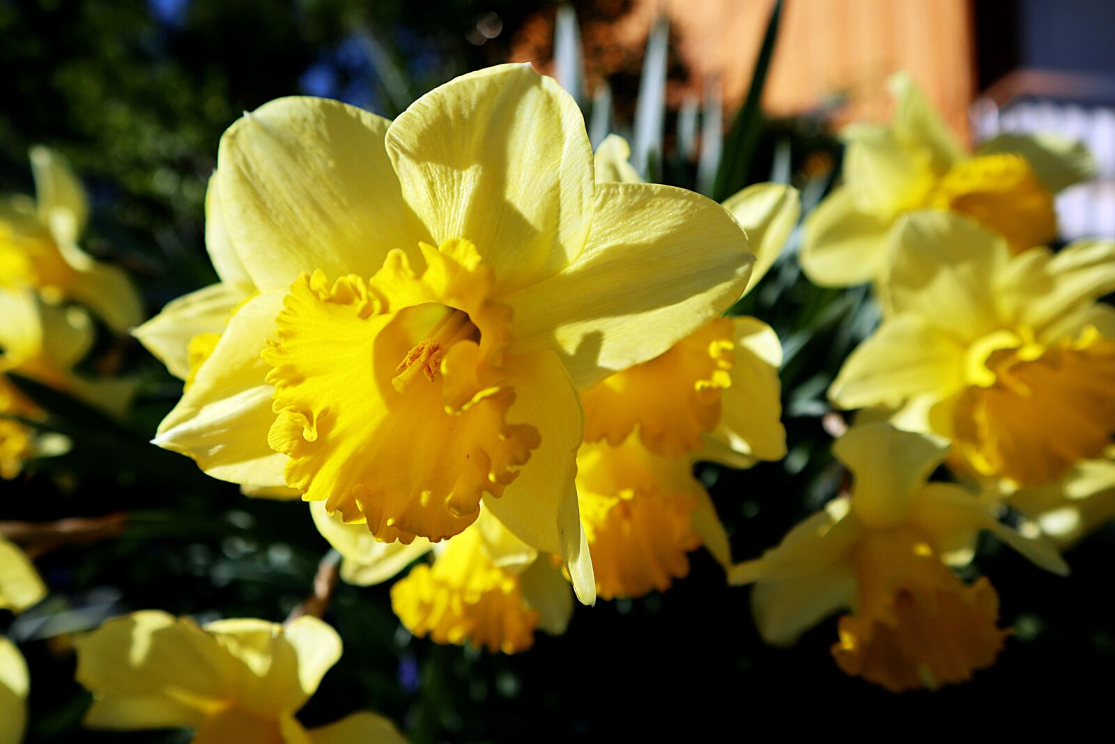 Canon EOS M100 sample photo. Plant, yellow, garden photography