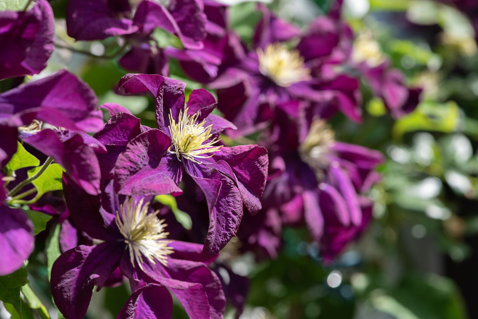 Nikon D750 sample photo. Clematis, flowers, purple flowers photography