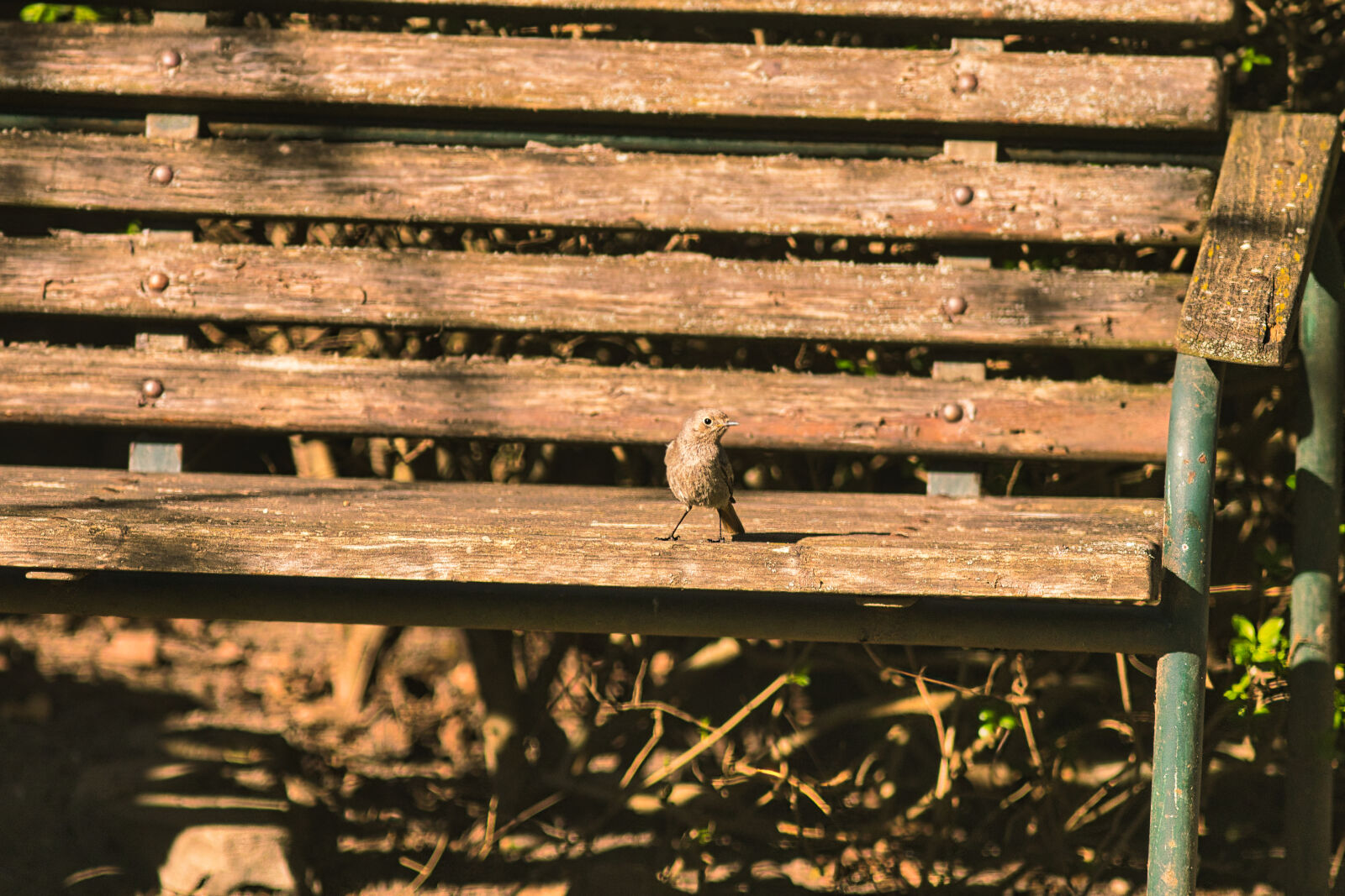 Canon EF 300mm F4L IS USM sample photo