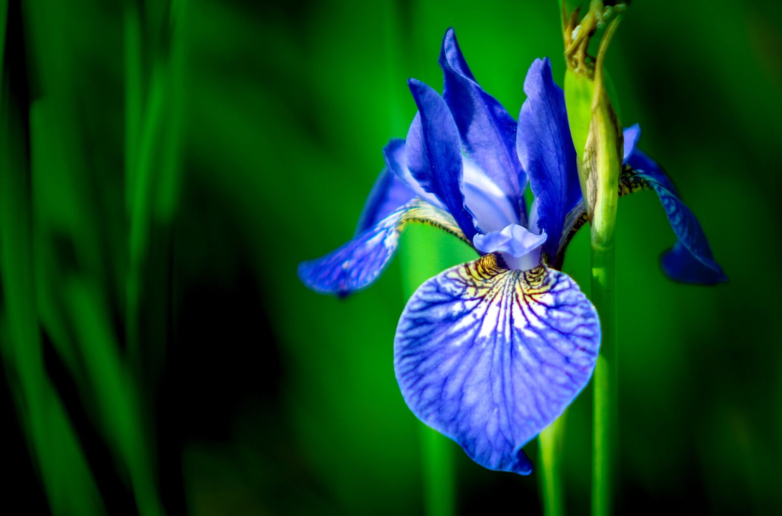 Canon EOS 5D Mark IV + Canon EF 70-200mm F2.8L USM sample photo. Iris, flower, blue photography