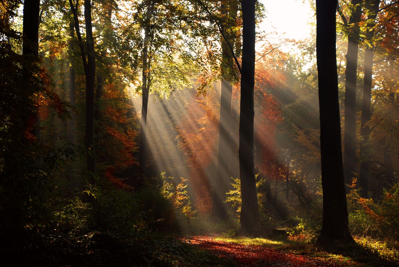 Nikon D80 sample photo. Autumn, indian summer, nature photography
