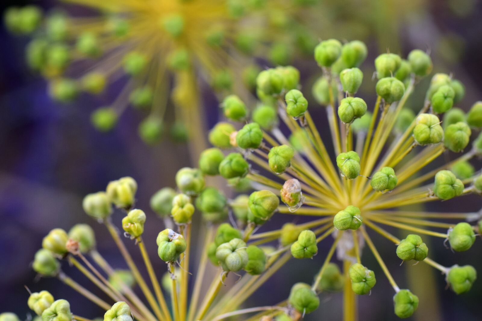 Nikon D3300 sample photo. Leek, ornamental onion, giant photography