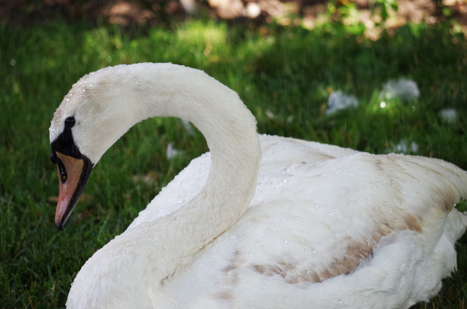 Pentax K-500 sample photo. Swan, bird, white photography