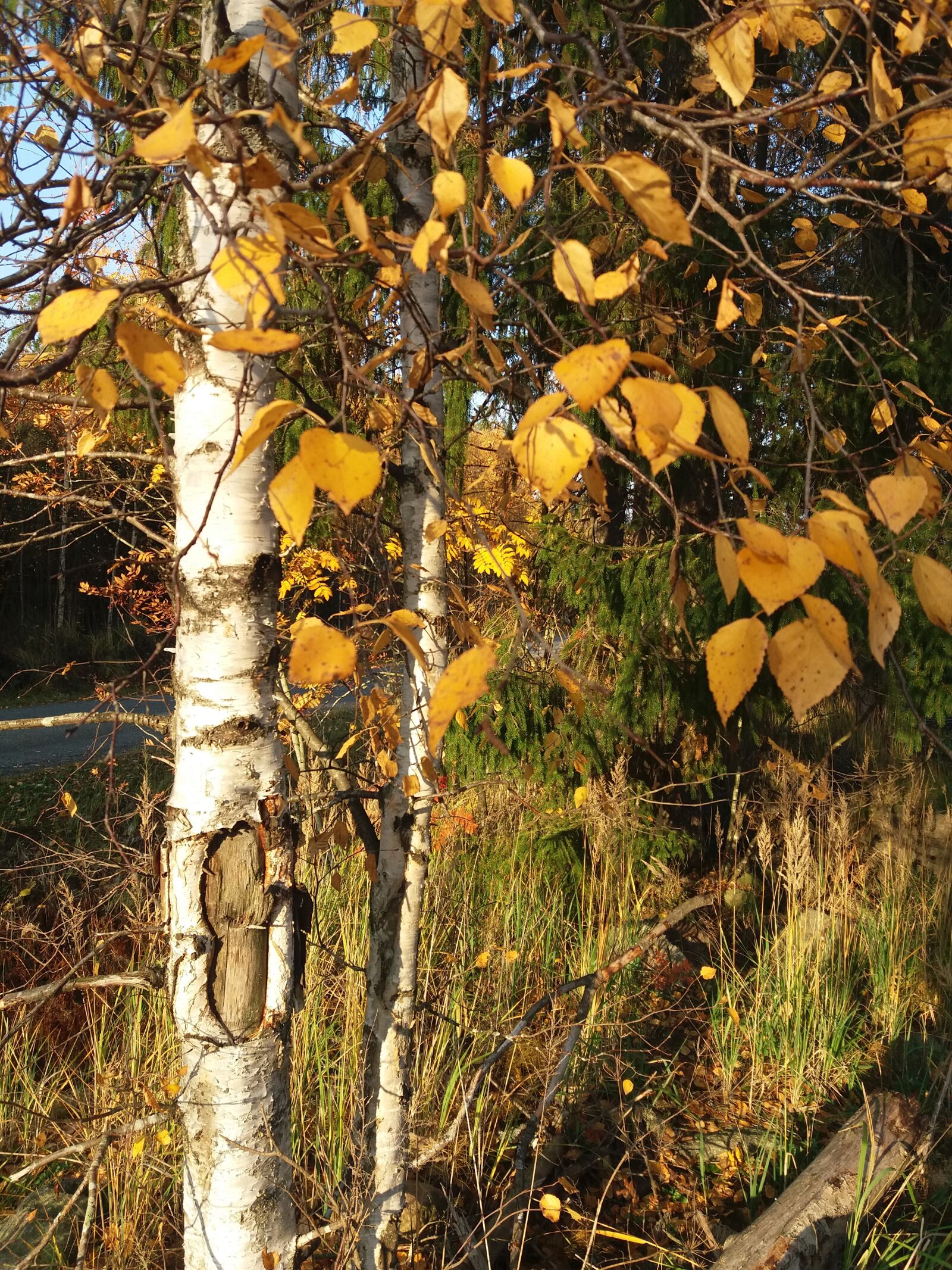 Samsung Galaxy J5(2016) sample photo. Autumn, foliage, forest photography