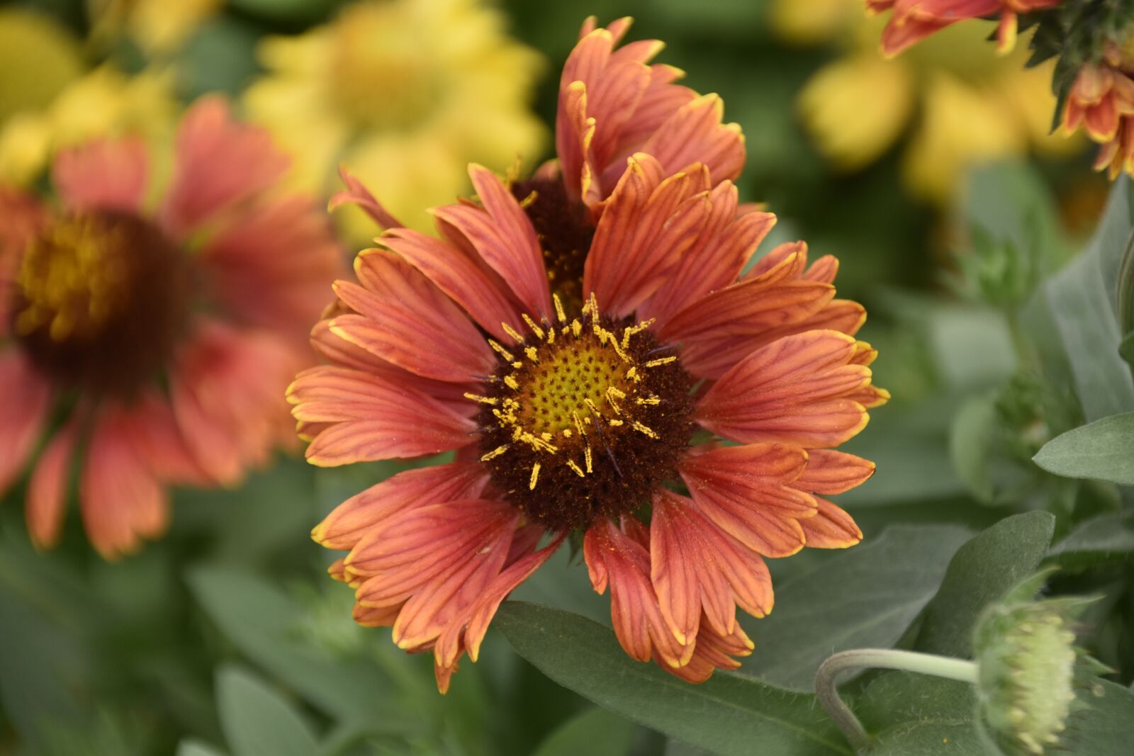 Nikon D5600 sample photo. Flower, flowers of orange photography