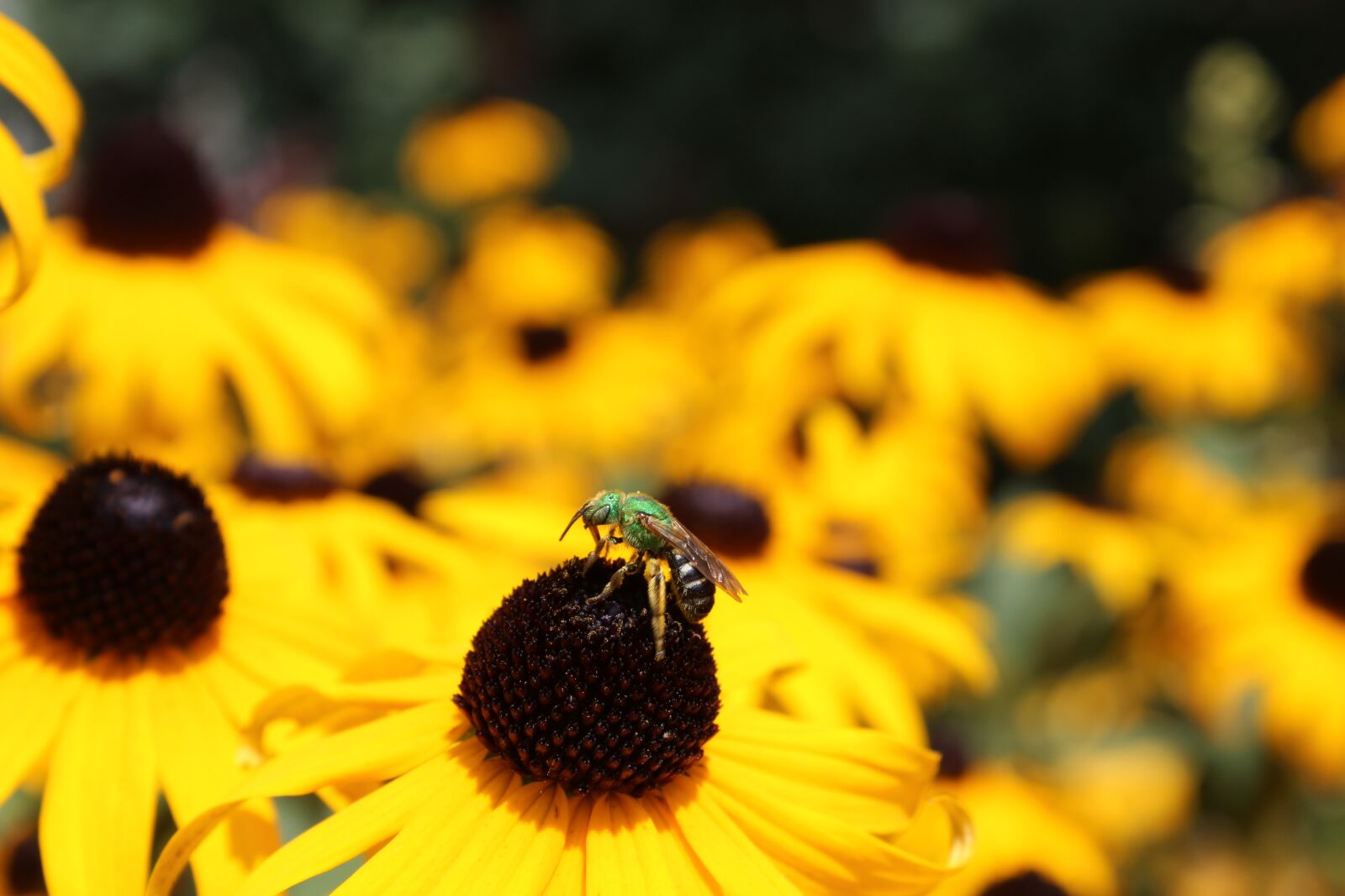 Canon EOS 600D (Rebel EOS T3i / EOS Kiss X5) sample photo. Insect, nature, outdoors photography