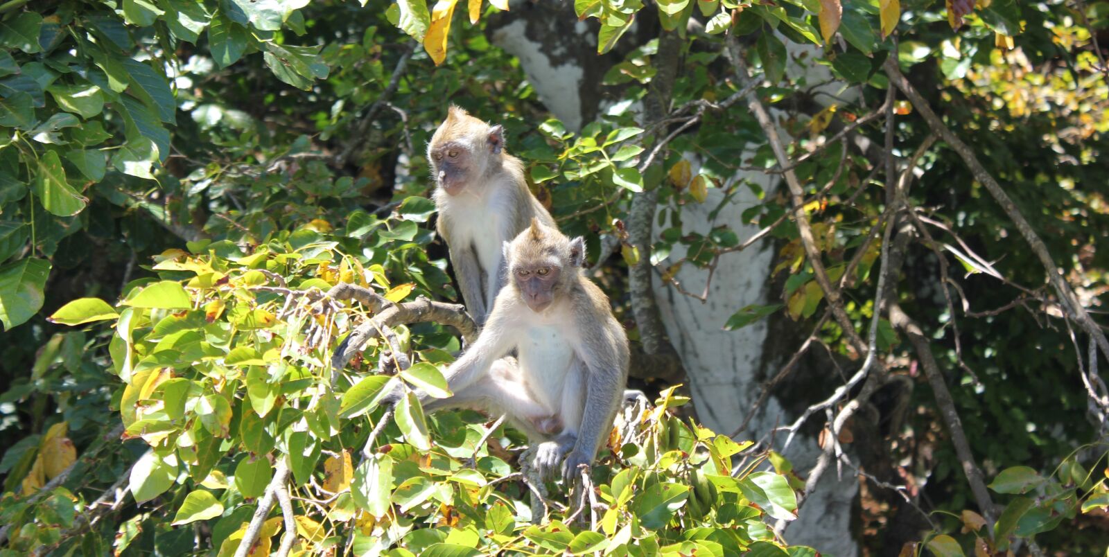 Canon EOS 550D (EOS Rebel T2i / EOS Kiss X4) sample photo. Monkey, tree, nature photography