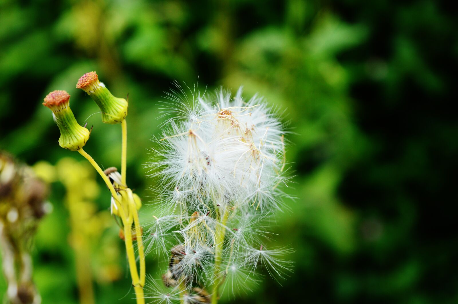 Nikon D3200 sample photo. Nature, flower, macro photography
