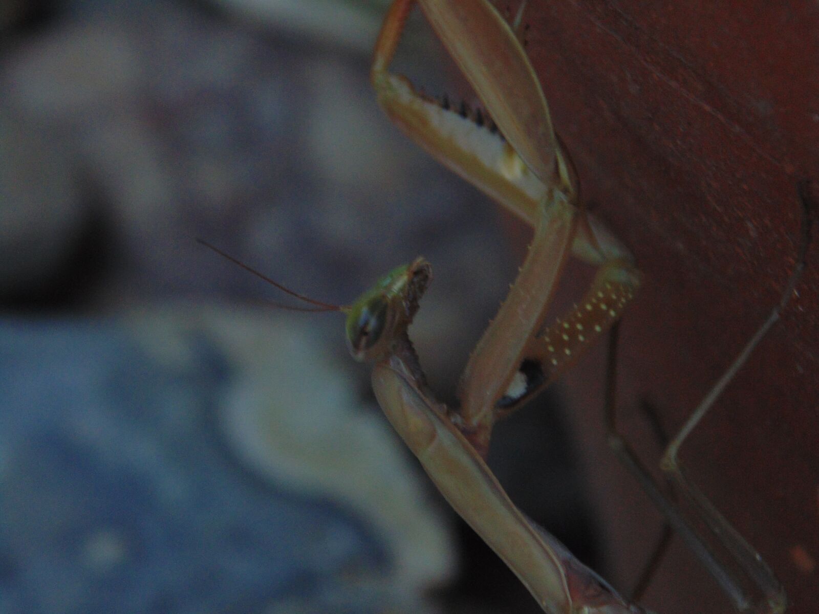 Sony Cyber-shot DSC-H200 sample photo. Praying mantis, nature, insect photography
