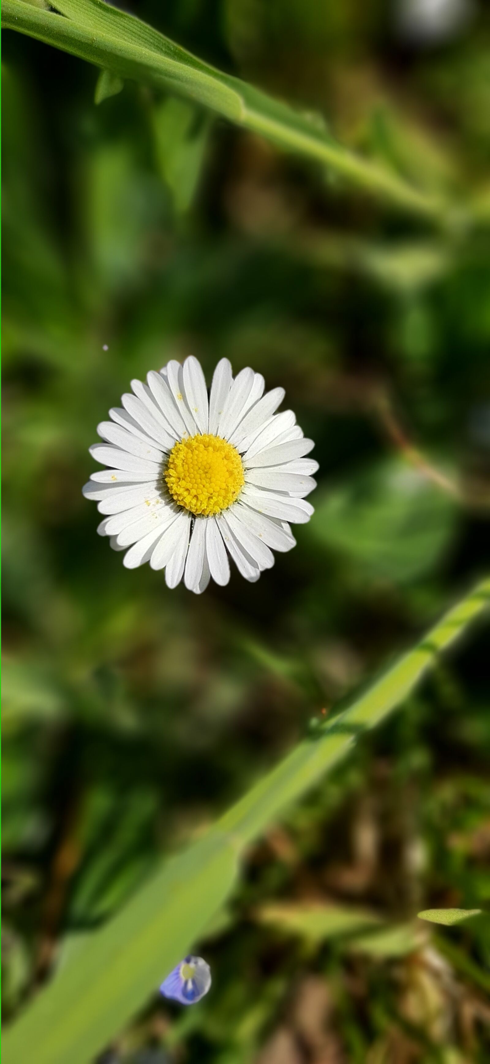 Samsung Galaxy A50 sample photo. Flower, white, spring photography