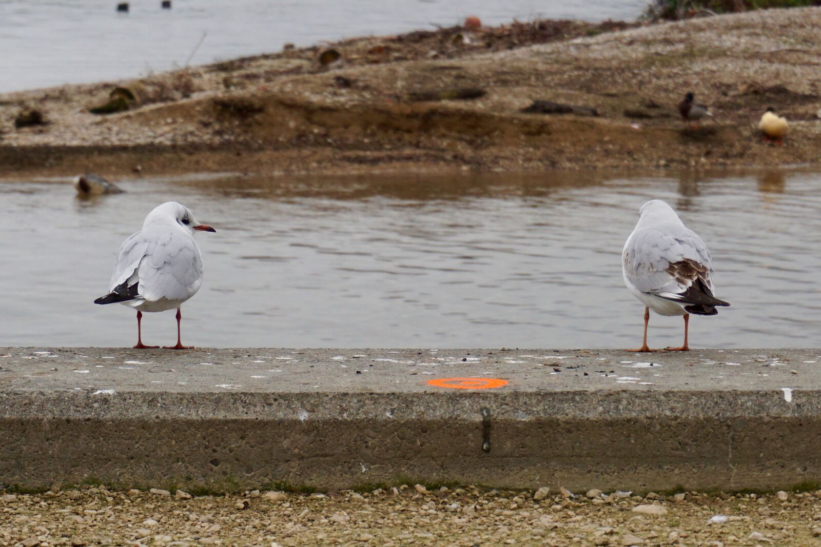 Sony a5100 sample photo. Birds, lake, winter photography