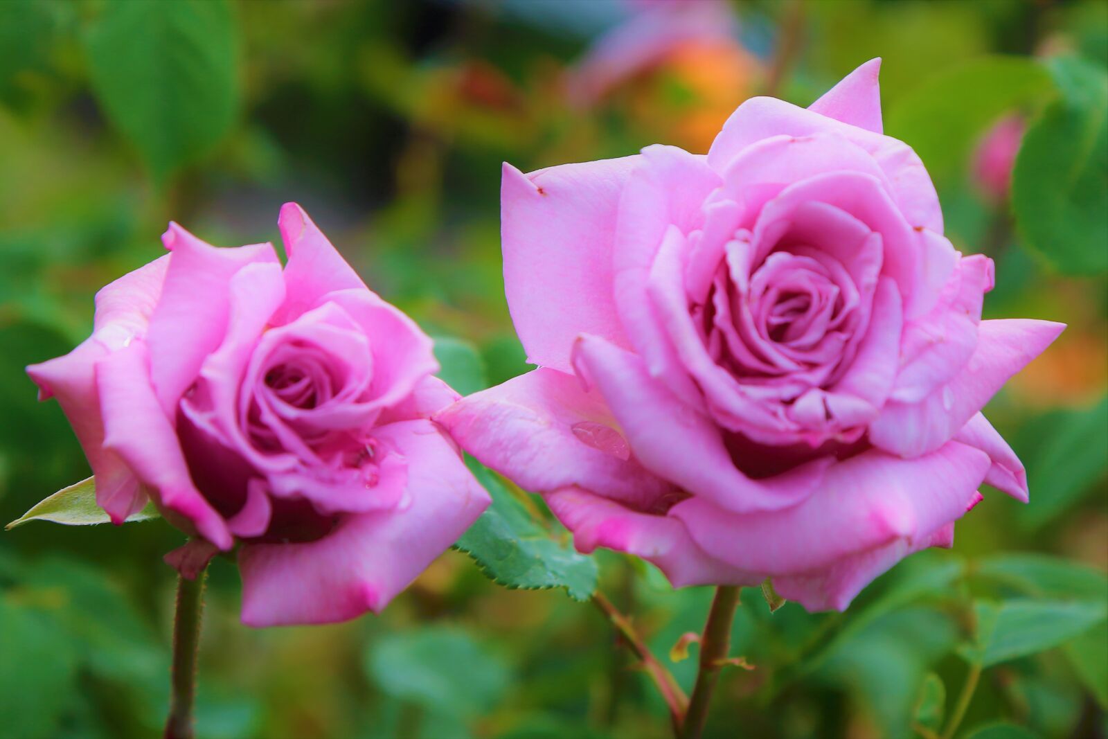 Canon EF 24-105mm F4L IS USM sample photo. Rose, nature, spring photography