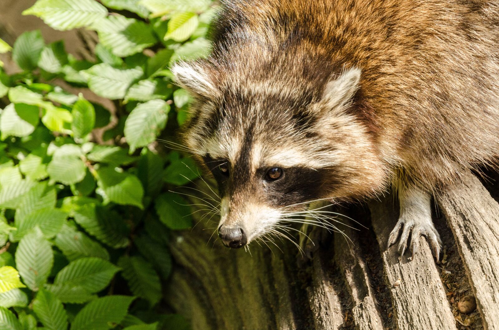 Nikon D7000 sample photo. Raccoon, zoo, mammal photography