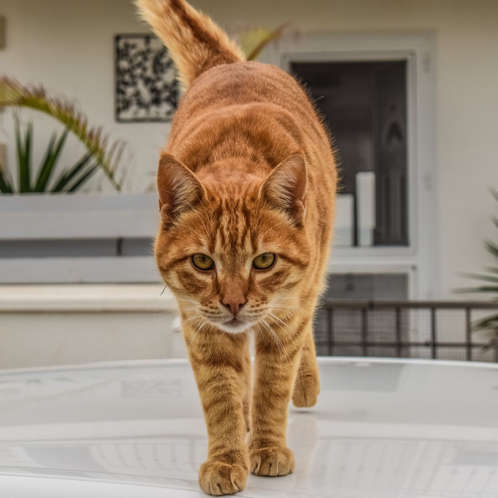 Nikon D3300 sample photo. Cat, domestic, animal photography