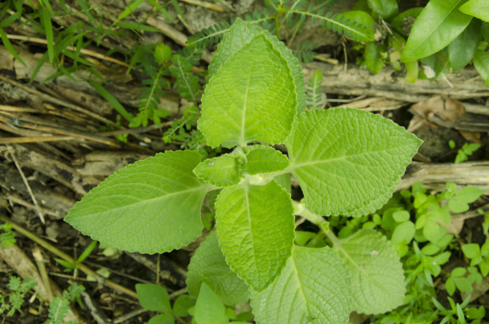 Nikon D7000 sample photo. Oregano, leaves, green photography