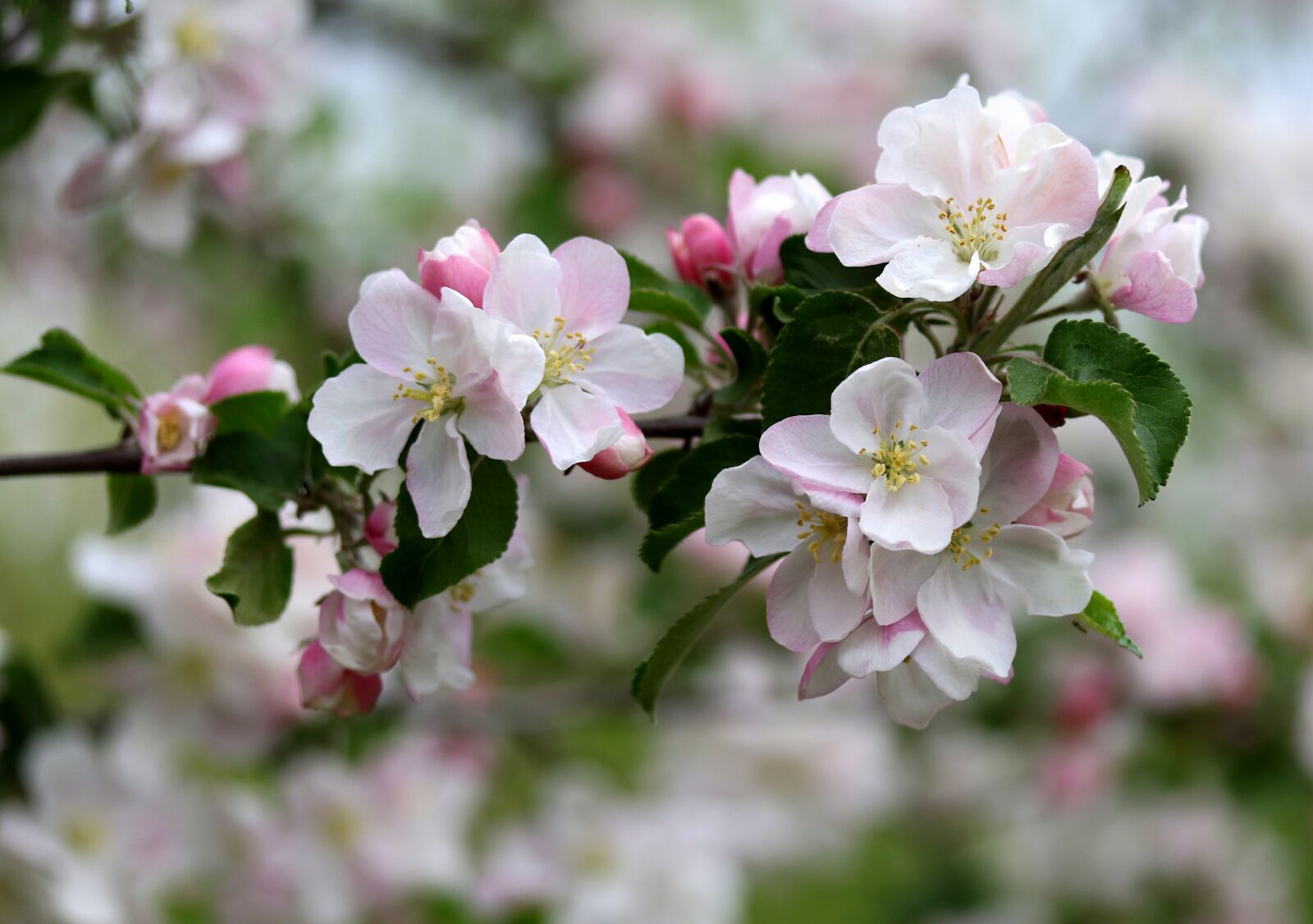 Canon EF-S 60mm F2.8 Macro USM sample photo. Flowers, white, casey photography