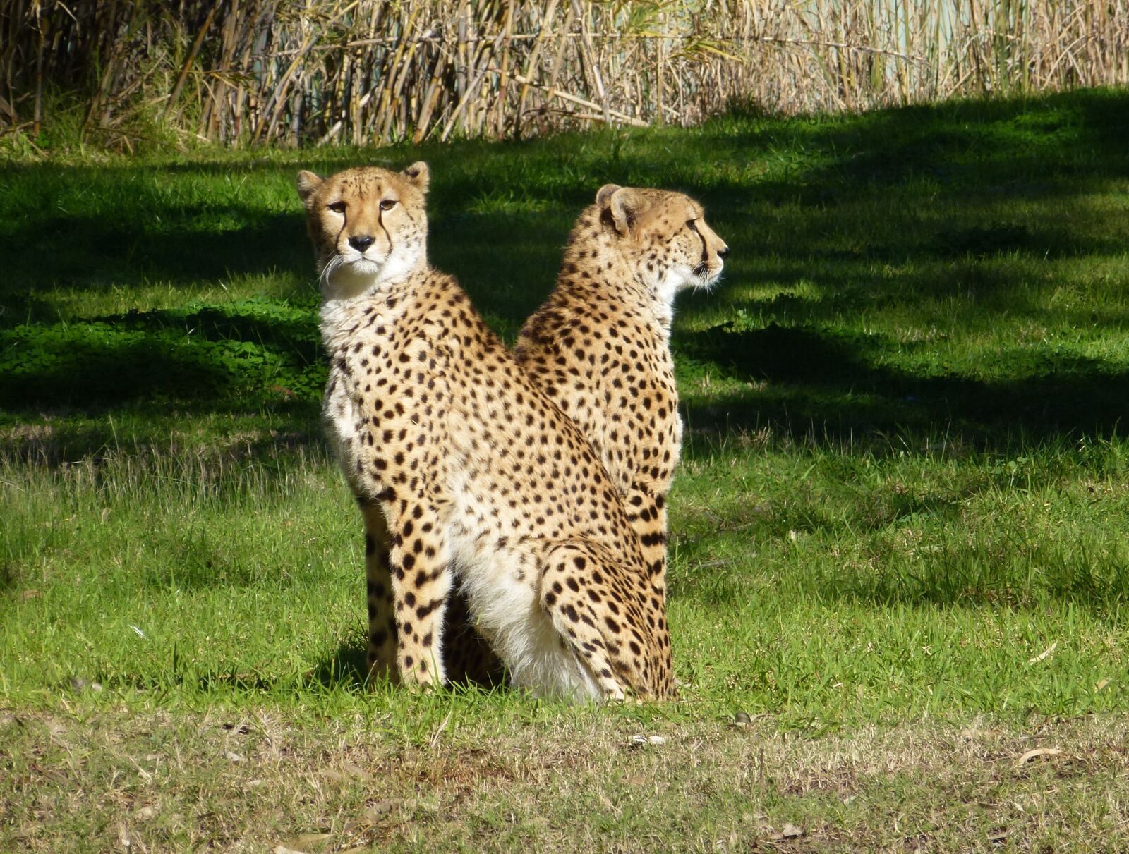Panasonic Lumix DMC-ZS10 (Lumix DMC-TZ20 / Lumix DMC-TZ22) sample photo. Cheetahs, big cat, wildlife photography
