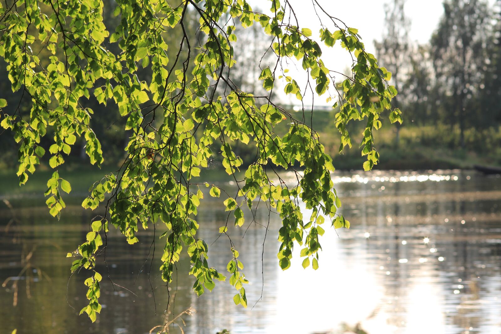 Canon EOS 550D (EOS Rebel T2i / EOS Kiss X4) sample photo. Birch, tree, forest photography