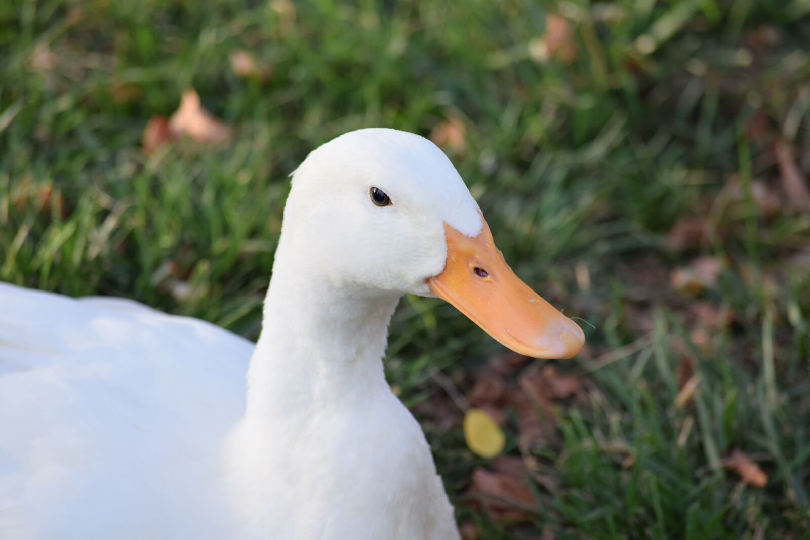 Nikon D3300 sample photo. Duck, white, ducks photography