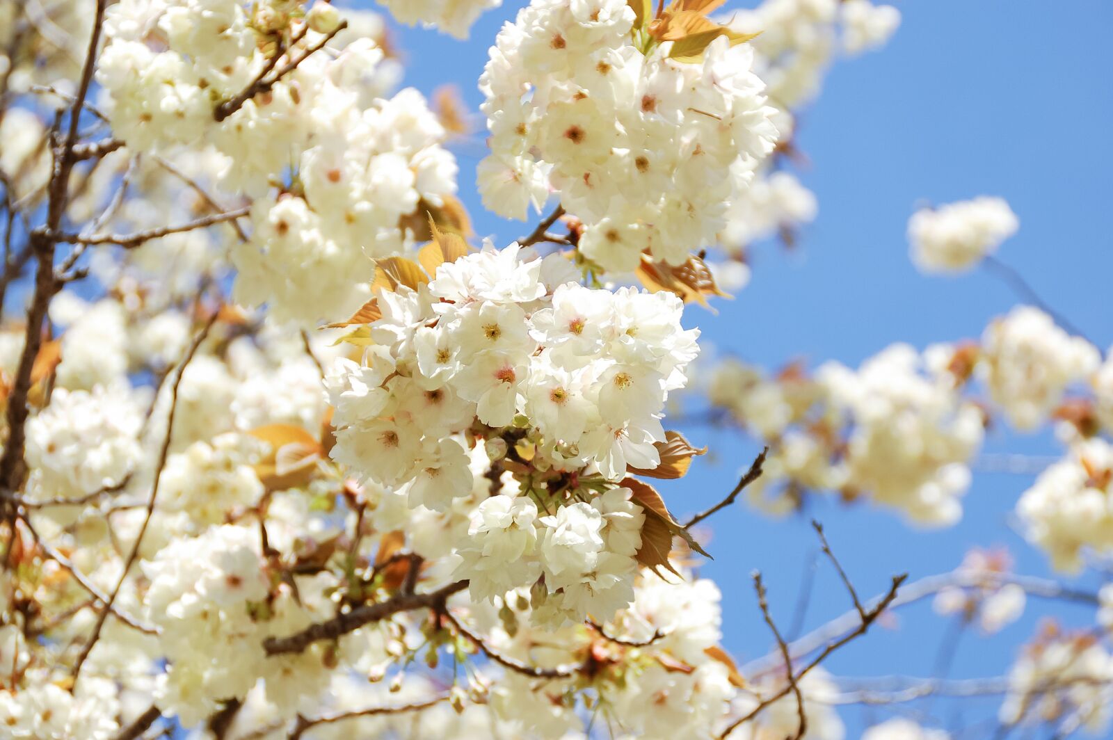 Nikon D40 sample photo. Natural, landscape, japan photography