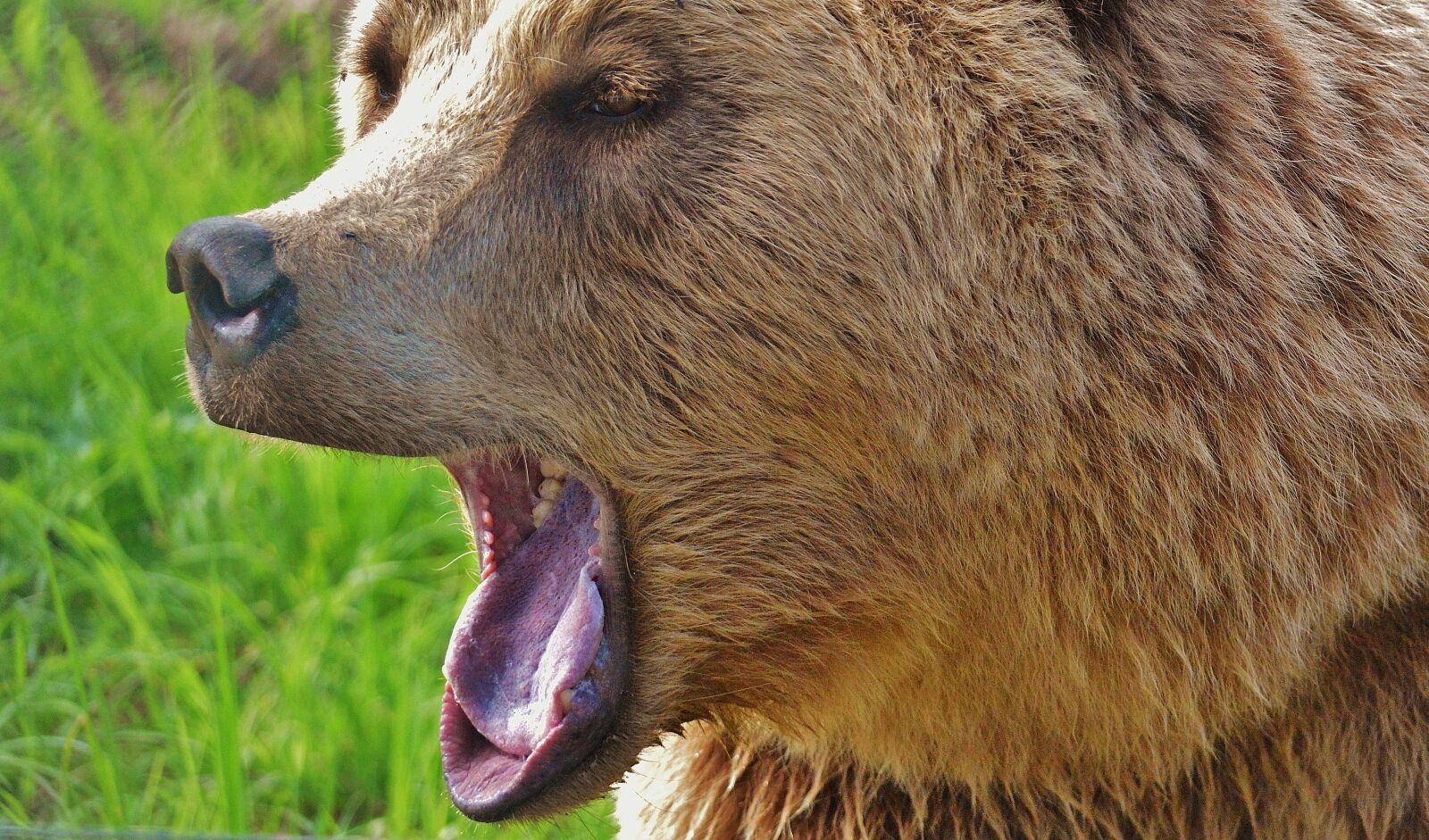 Nikon D3200 sample photo. European brown bear, wild photography