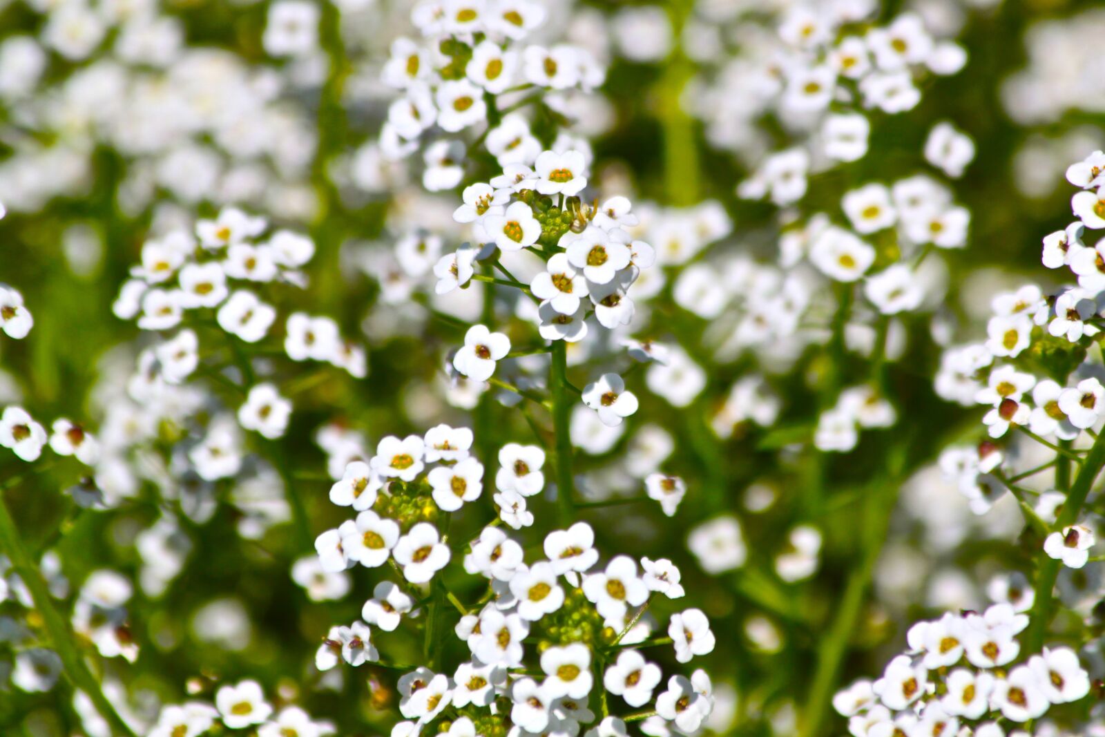 Canon EOS 500D (EOS Rebel T1i / EOS Kiss X3) sample photo. Flower, nature, flora photography