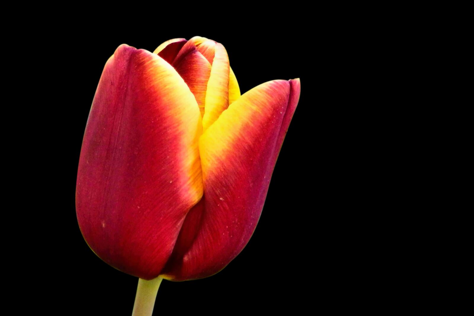 Fujifilm FinePix SL1000 sample photo. Tulip, flower, blossom photography