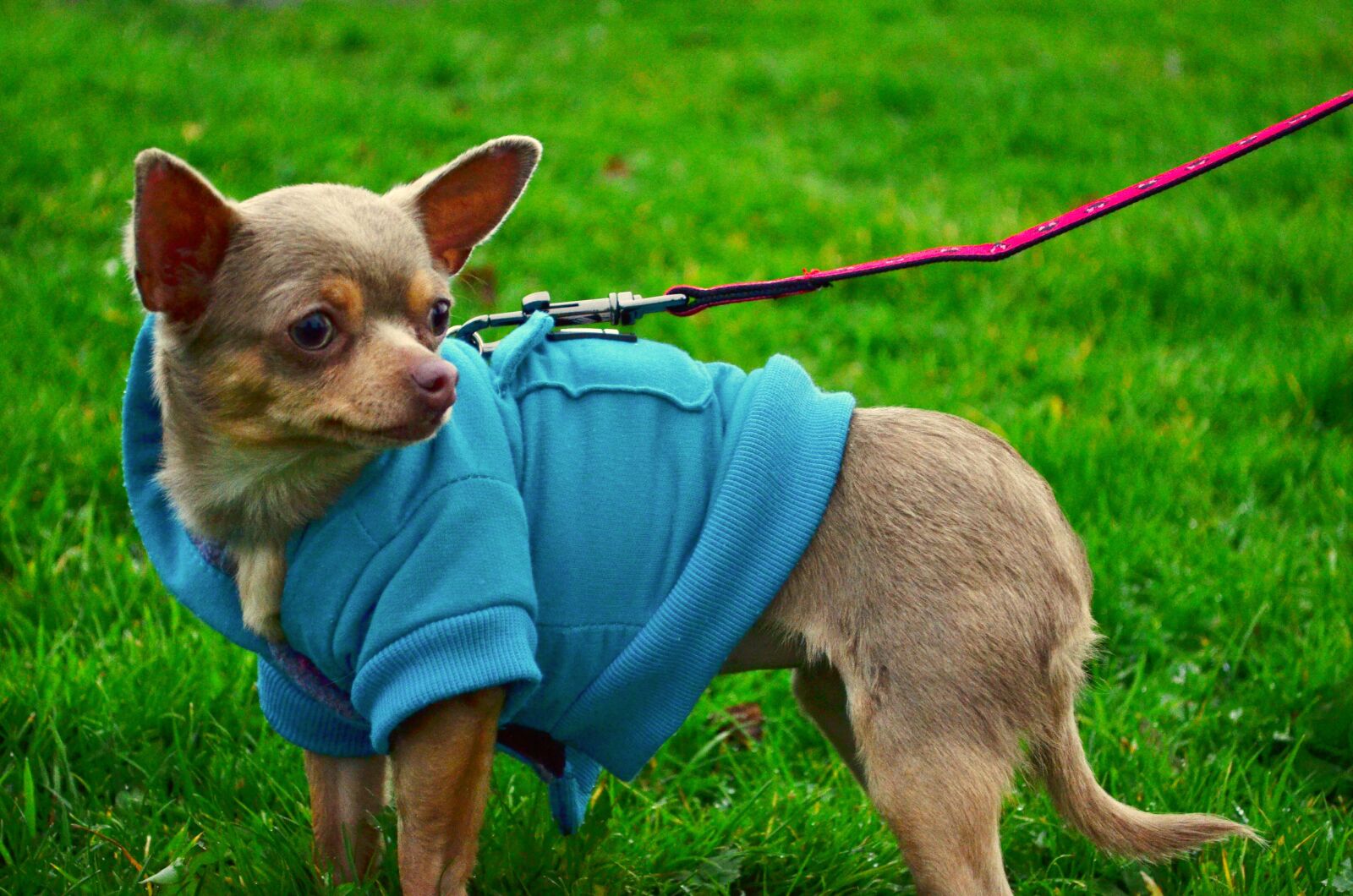 Nikon D5100 sample photo. Dog, chihuahua, puppy photography