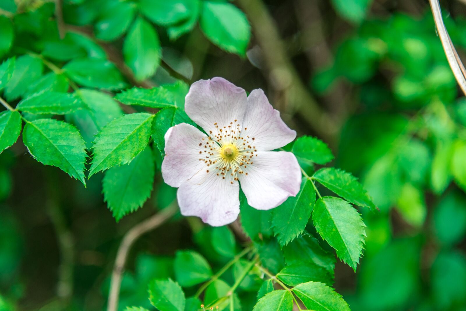 Nikon D850 sample photo. Rose, flower, shrub photography