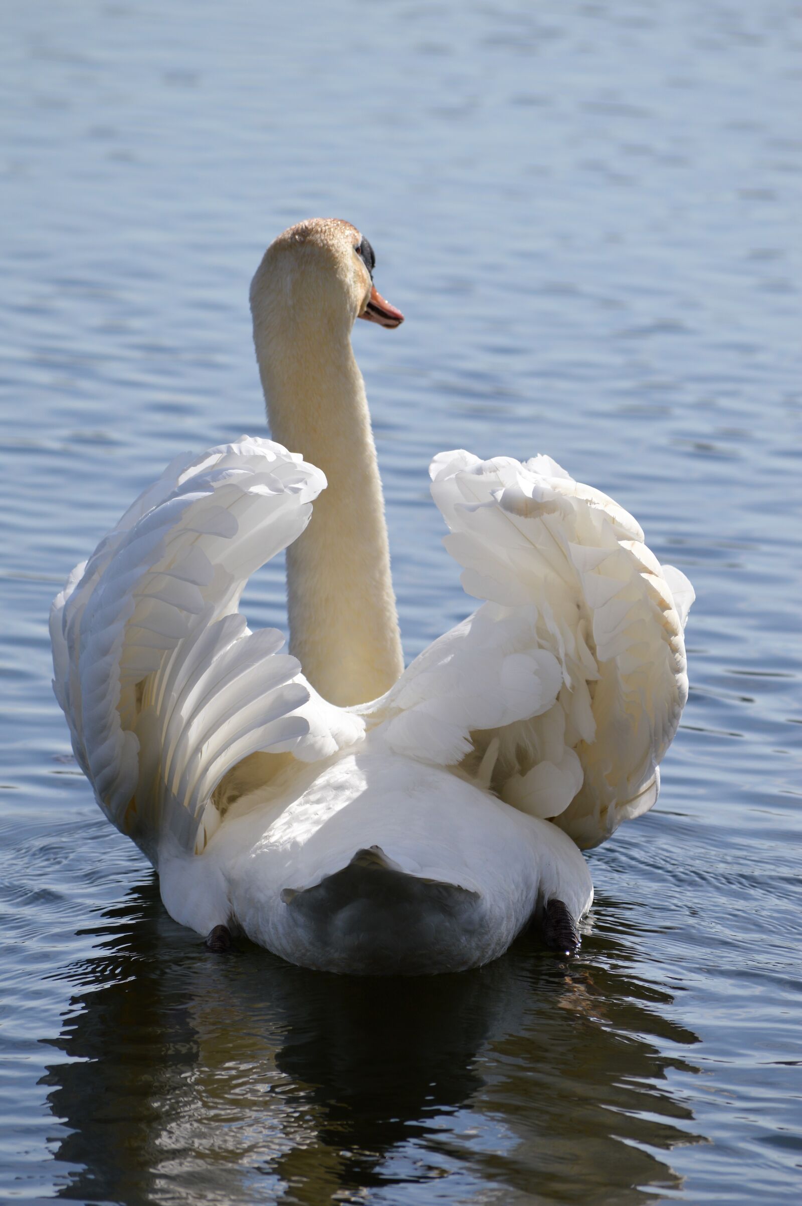Nikon D3200 sample photo. Body of water, birds photography