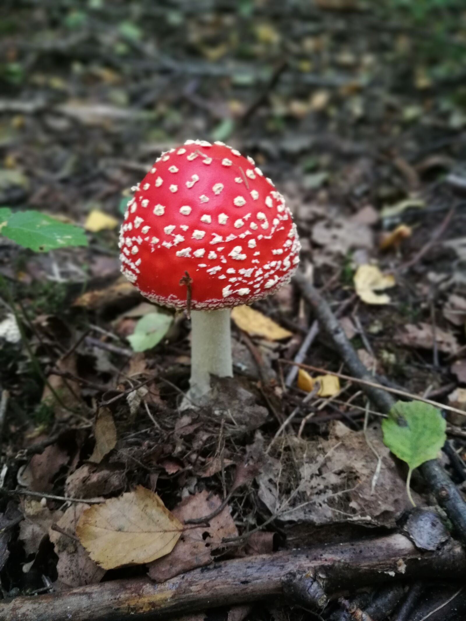 HUAWEI P9 sample photo. Death-cup, mushroom, autumn photography