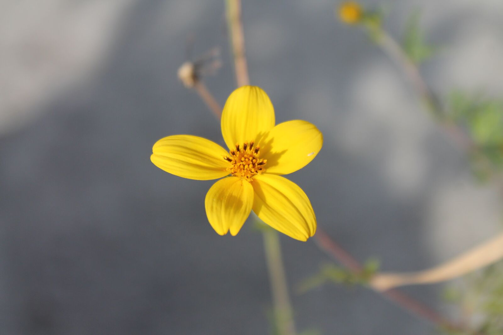 Canon EOS 1100D (EOS Rebel T3 / EOS Kiss X50) sample photo. Flower, yellow, blossom photography