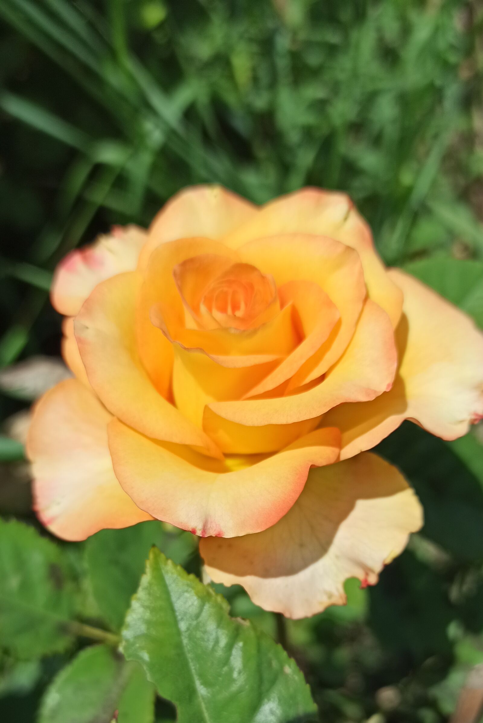 Xiaomi Redmi Note 8 Pro sample photo. Flowers, roses, beauty photography