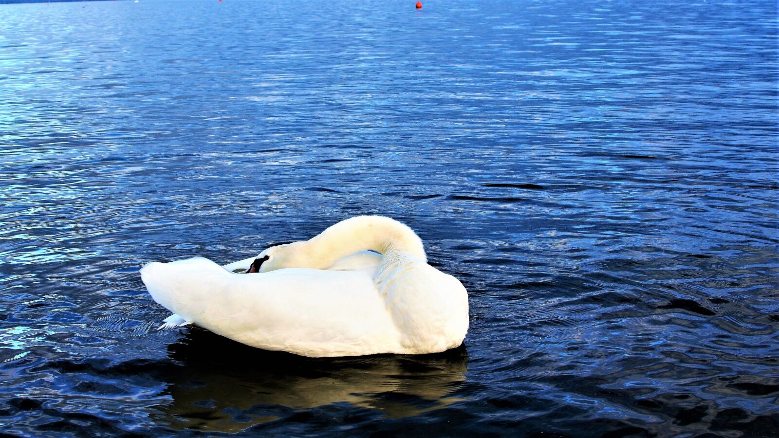 Canon EOS 400D (EOS Digital Rebel XTi / EOS Kiss Digital X) sample photo. Swan, closeup, lake photography