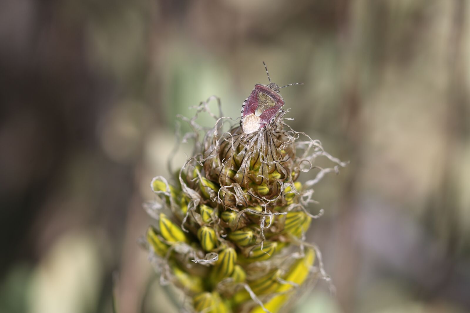 Canon EOS 70D + Canon EF 100mm F2.8 Macro USM sample photo. Green, red, flower photography