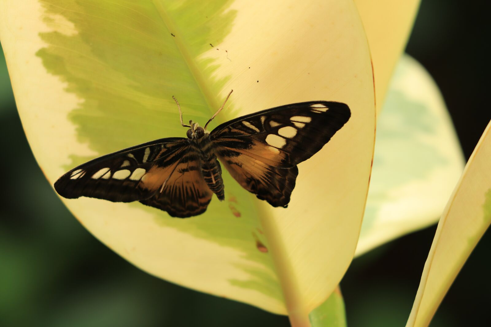Canon EF 70-300 F4-5.6 IS II USM sample photo. Butterfly, bug, fauna photography