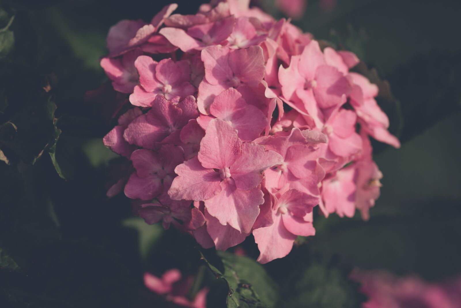 Nikon D750 sample photo. Flower, blossom, bloom photography