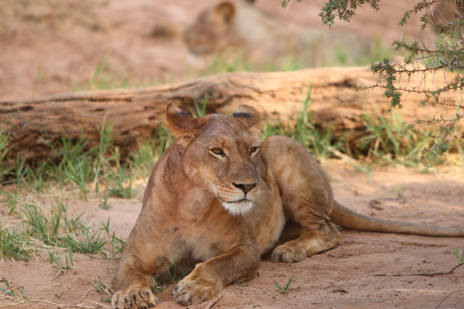 Canon EOS 70D + Canon EF 70-200mm F2.8L IS USM sample photo. Lioness, africa, nature photography