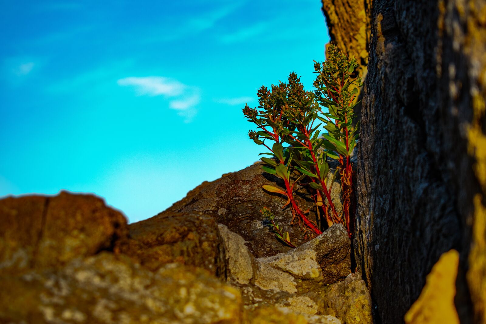 Nikon D5600 sample photo. Natural, beauty, light photography