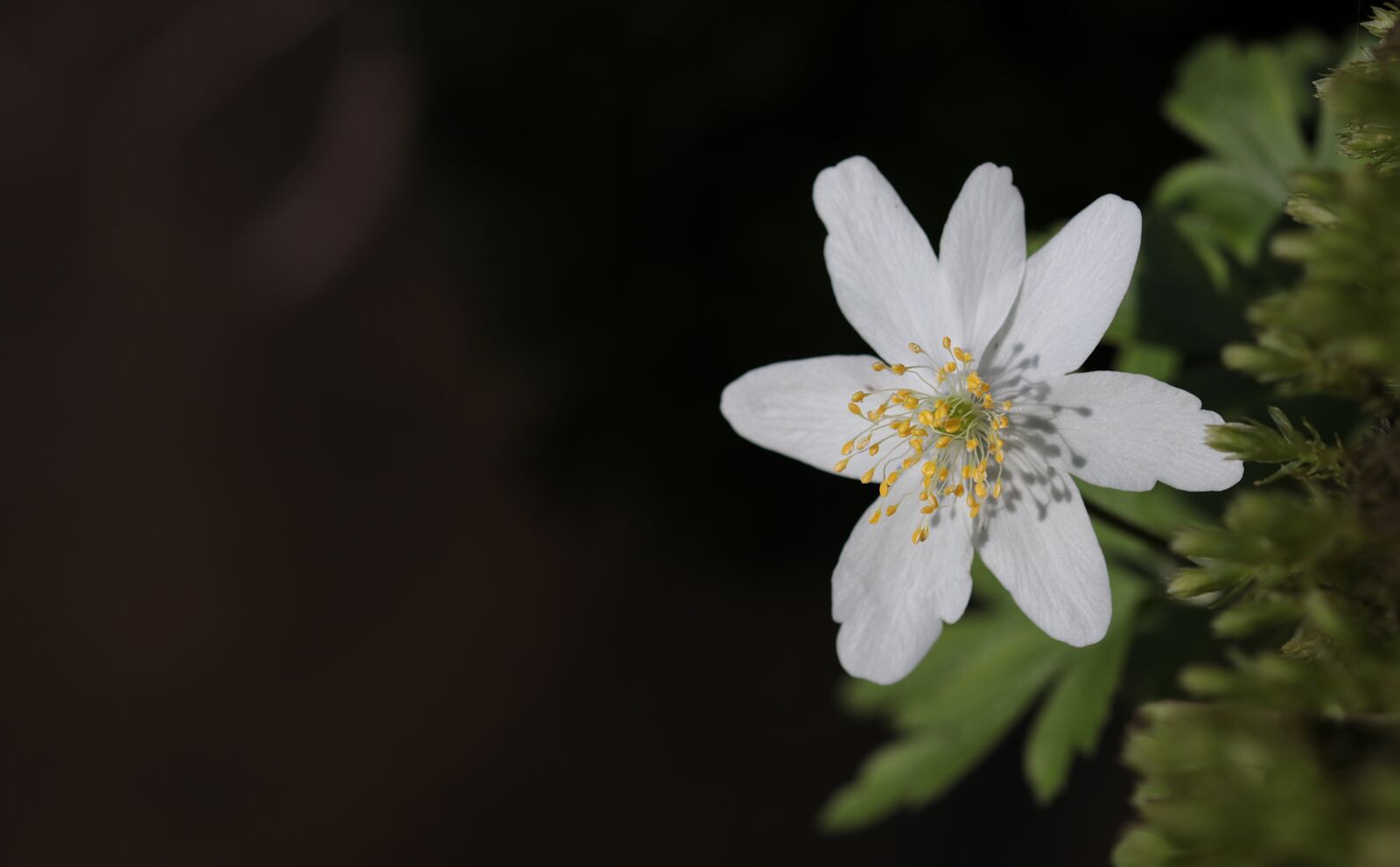 Canon EOS 80D sample photo. Wood anemone, anemone nemorosa photography