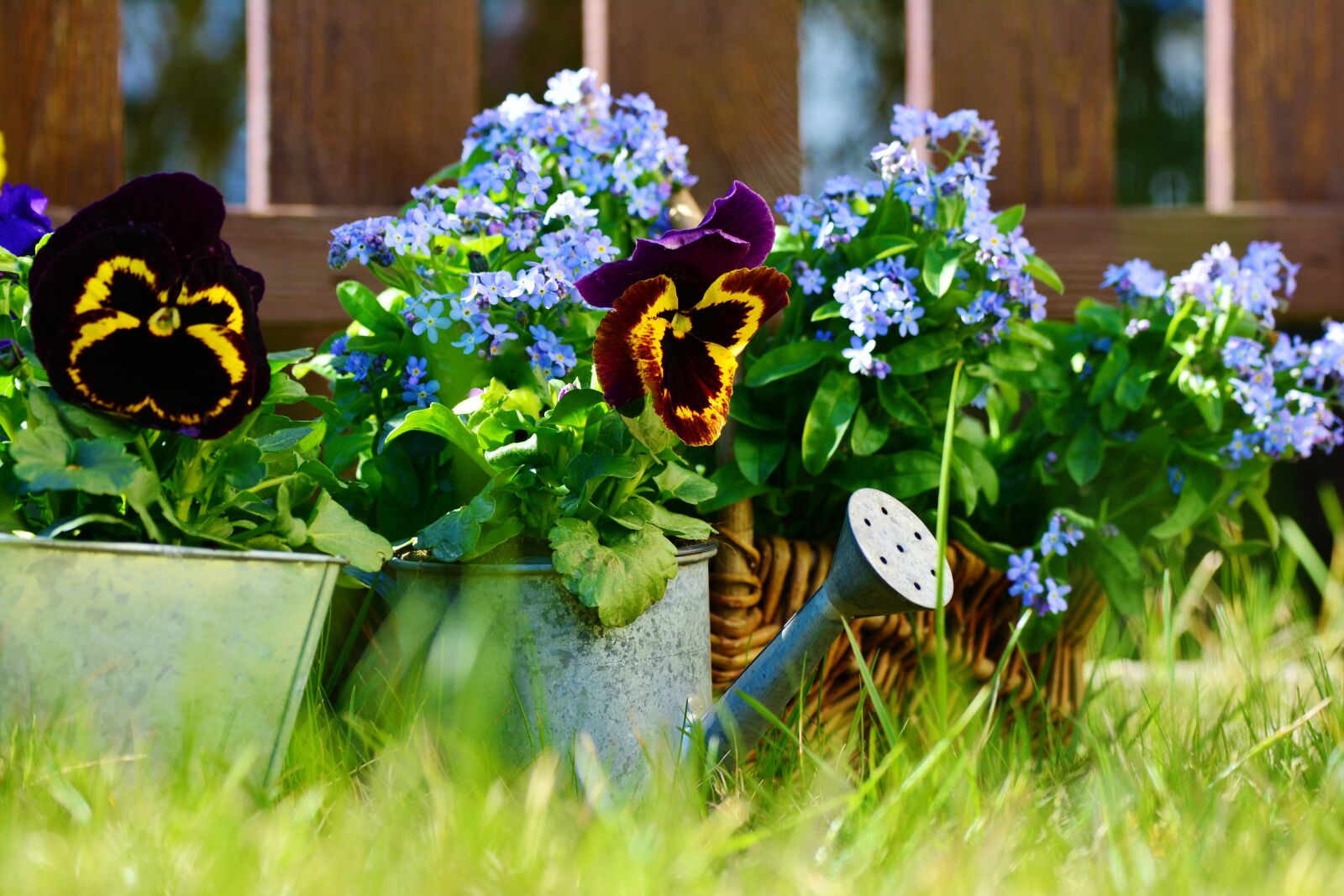Nikon D5200 sample photo. Garden, flowers, pansy photography