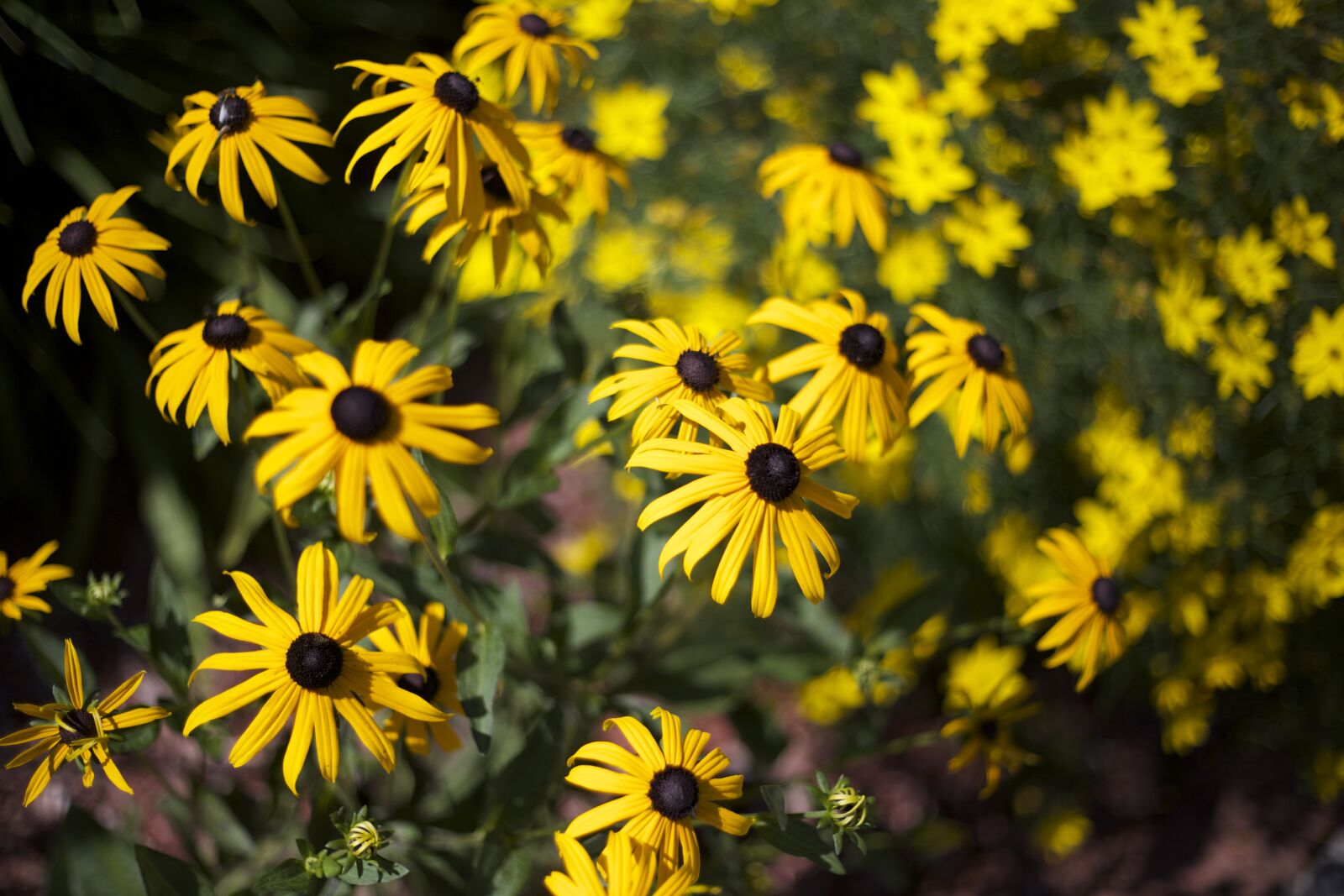 Canon EOS 6D + Canon EF 50mm F1.8 II sample photo. Flowers, yellow photography