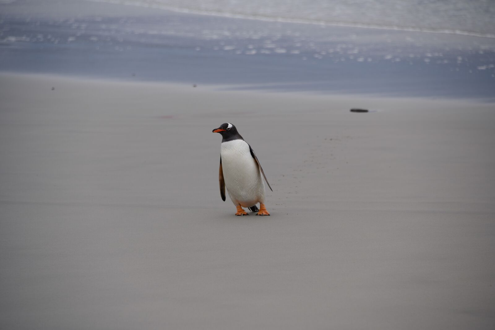 Nikon Z6 sample photo. Penguin, falkland, nature photography