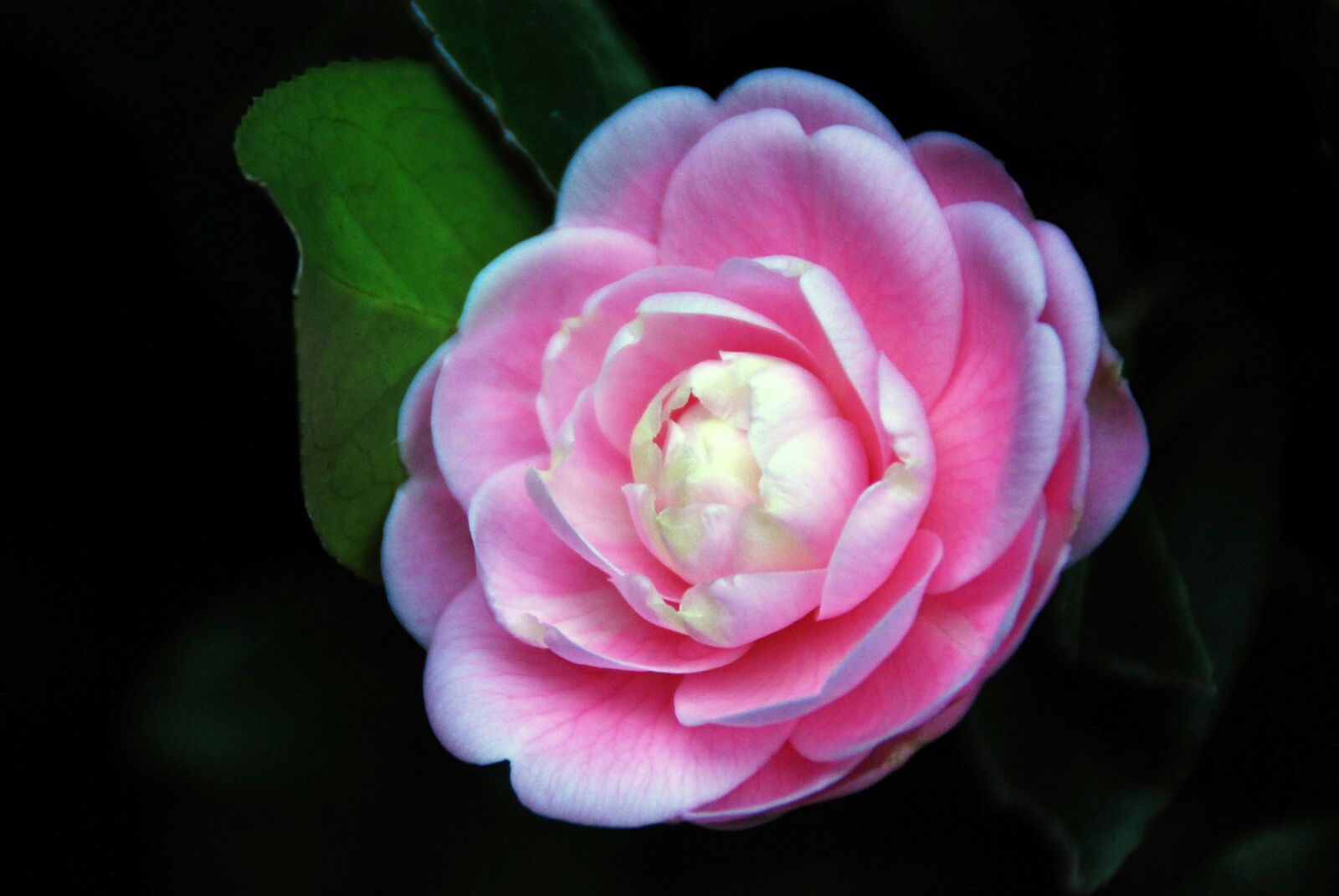 Nikon D40X sample photo. Camellia, flower, pink photography