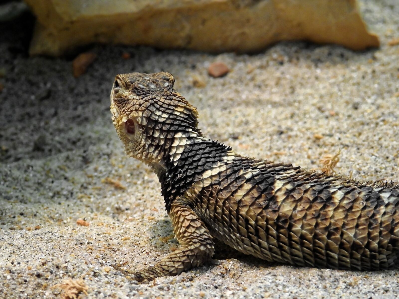 Nikon Coolpix P900 sample photo. Lizard, reptile, animal photography